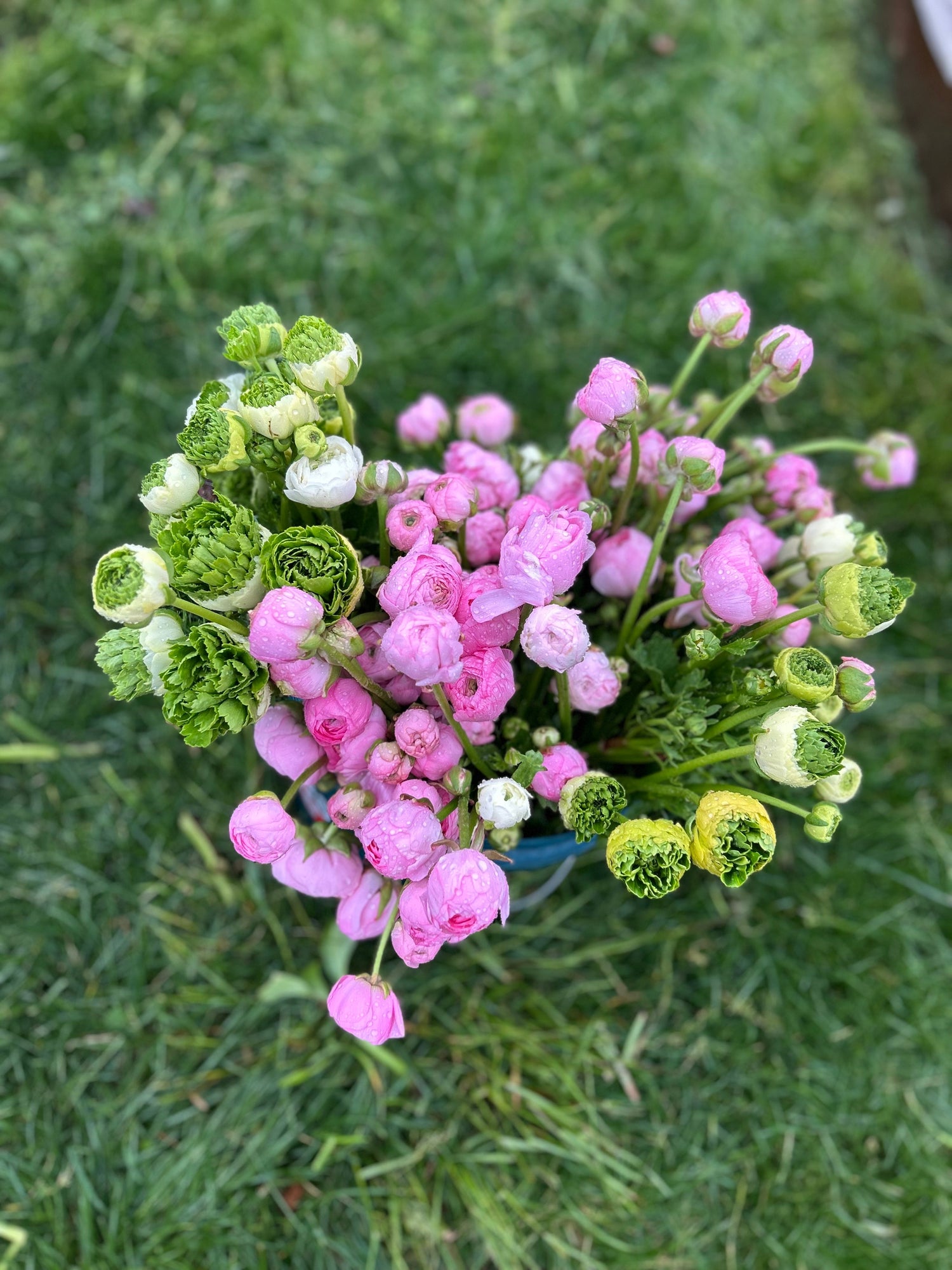 RANUNCULUS CORMS