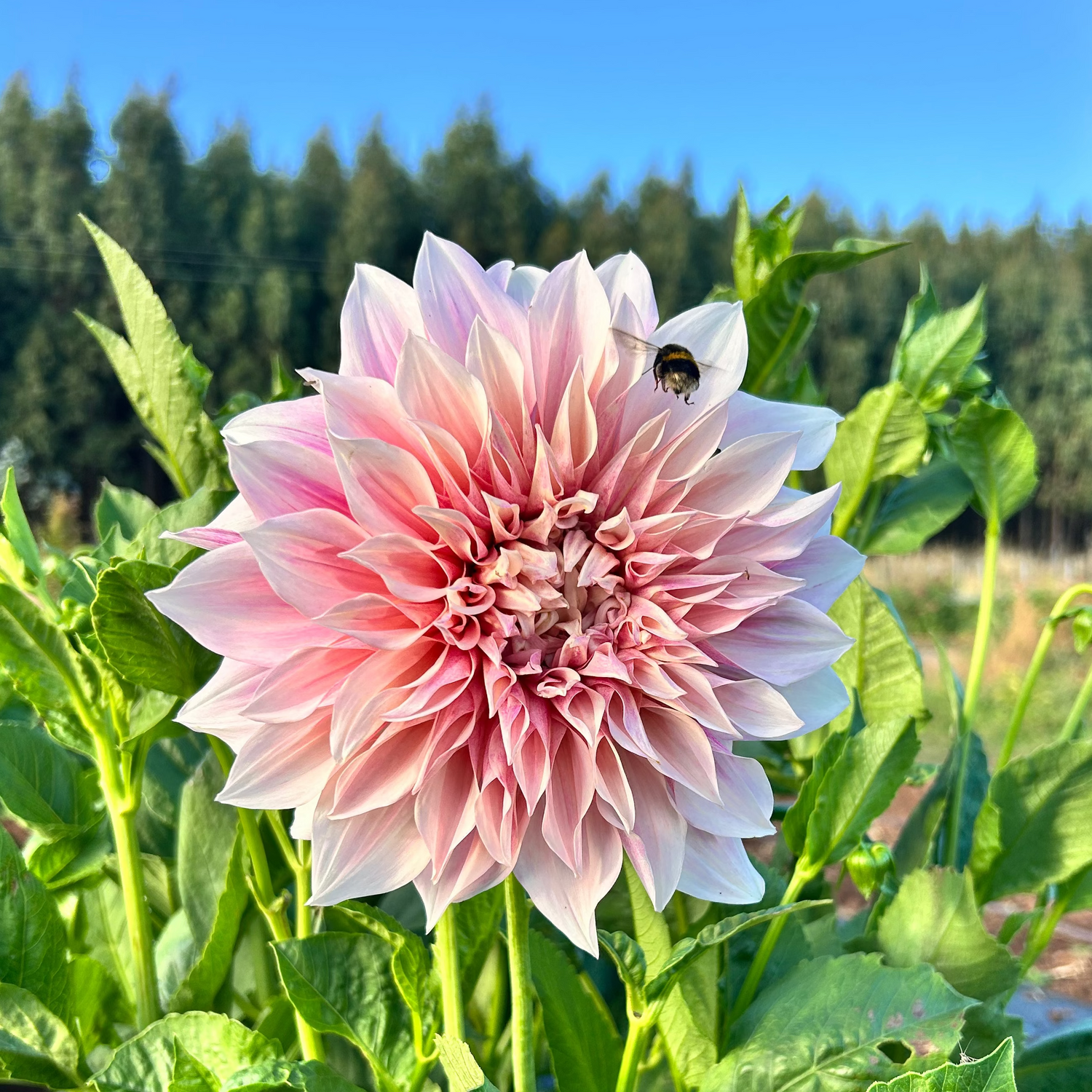 DAHLIA TUBERS