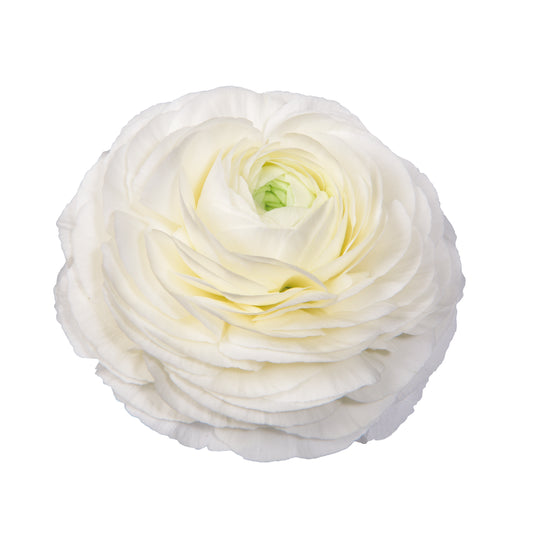 Ranunculus Corms - White