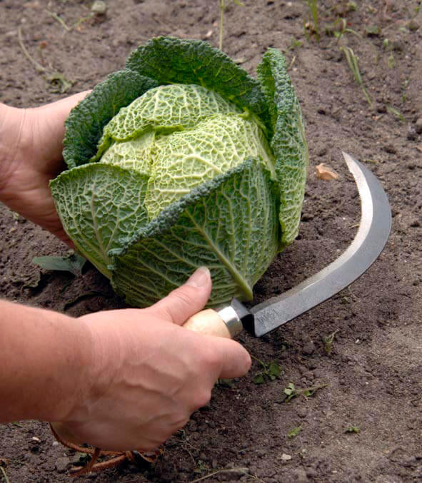 Vegetable Harvesting Knife