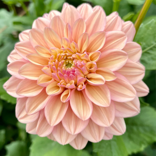 Florelie Kindness