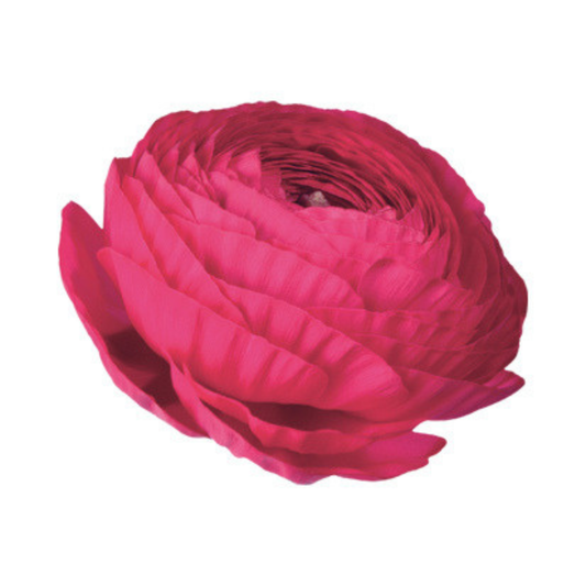 Ranunculus Corms - Hot Pink