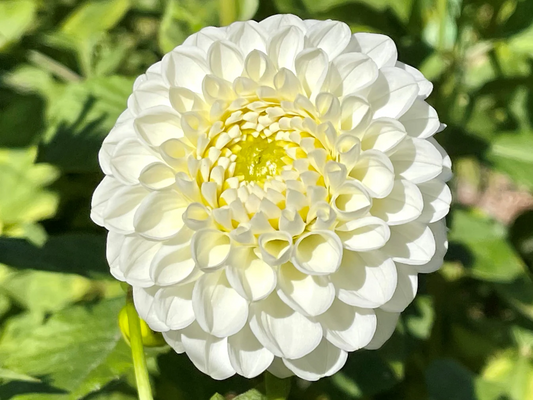 L'Ancress