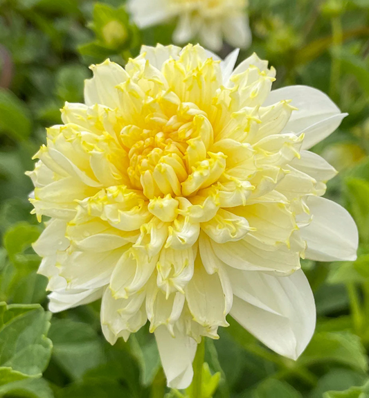 Lemon Sorbet