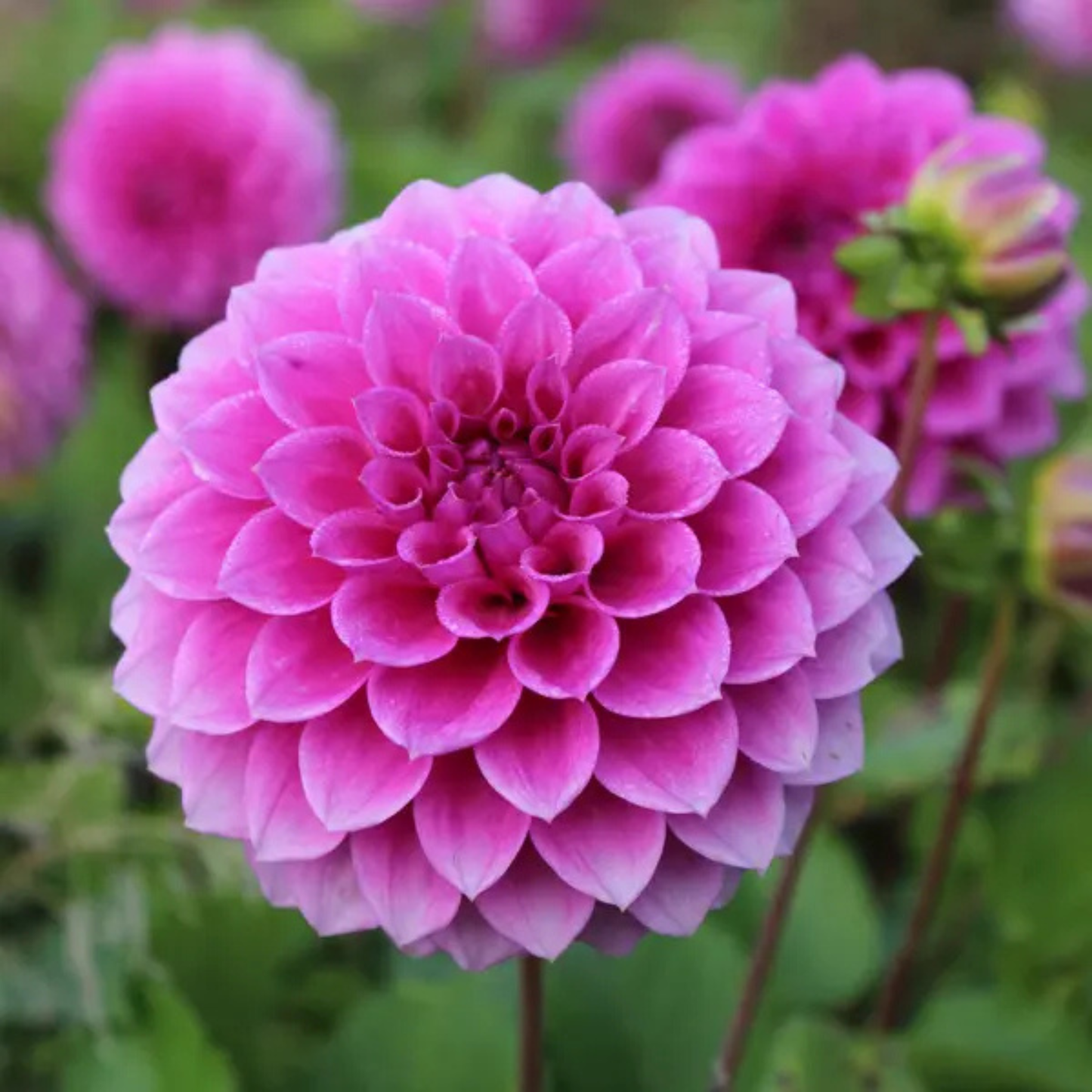 Pink Show