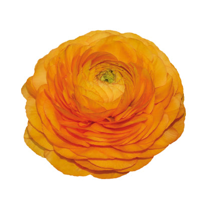 Ranunculus Corms - Orange