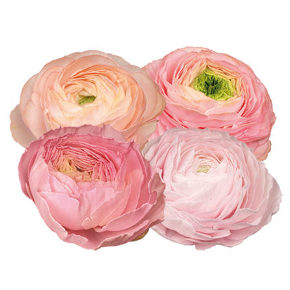 Ranunculus Corms - Pastel Mix