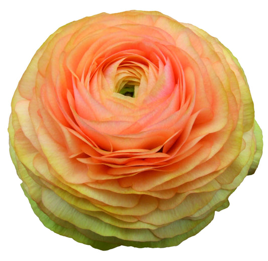 Ranunculus Corms - Salmon