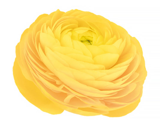 Ranunculus Corms - Yellow