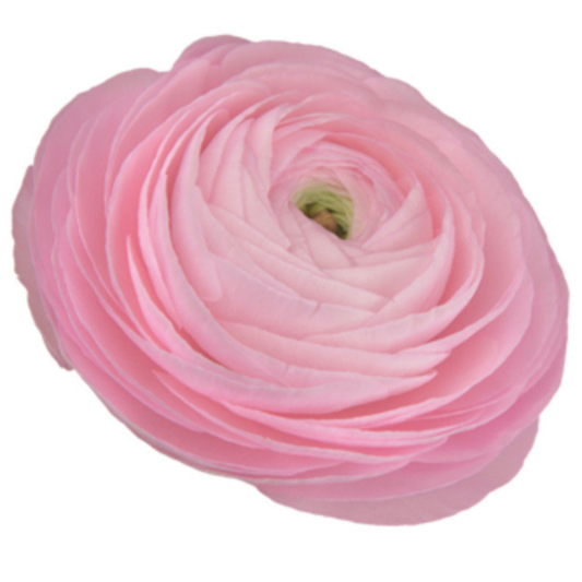 Ranunculus Corms - Soft Pink